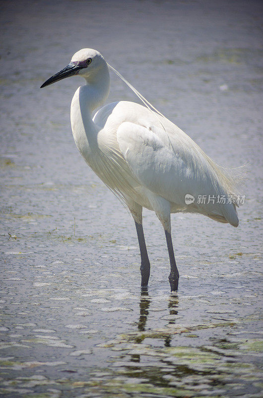 小白鹭(Egretta garzetta)在艾瓜摩尔德l'emporda湿地